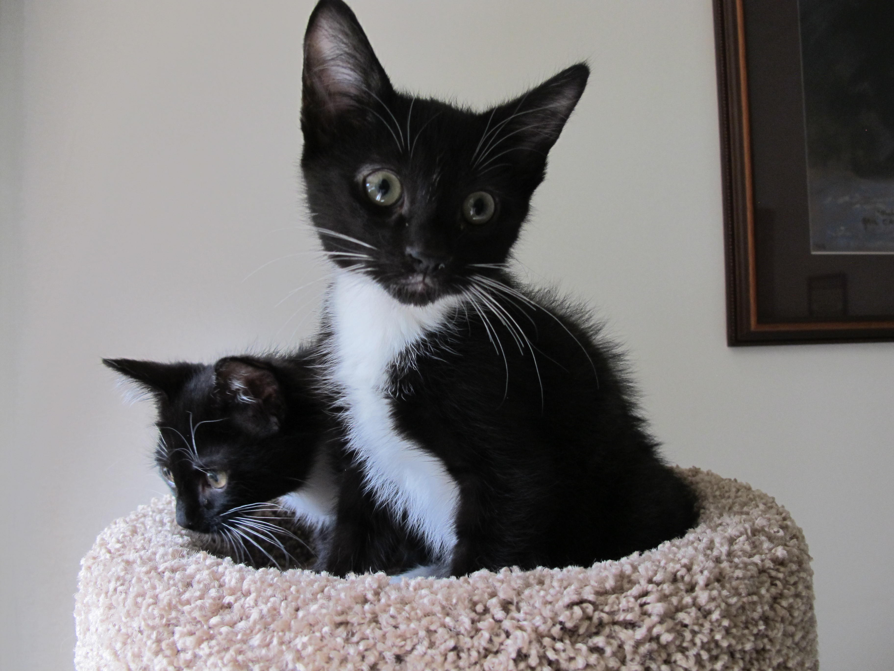 Ollie – Heart of RI