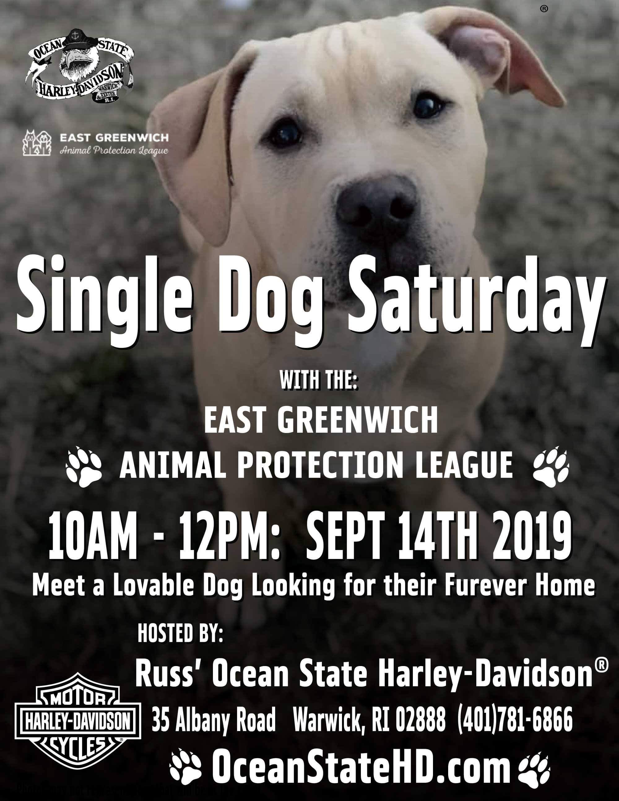 Single Dog Saturday