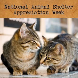 Animal-Shelter-Appreciation-Week-cat-2-300×300