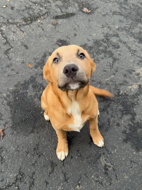 THE “HEAVYWEIGHT HEARTTHROB” PUPPIES